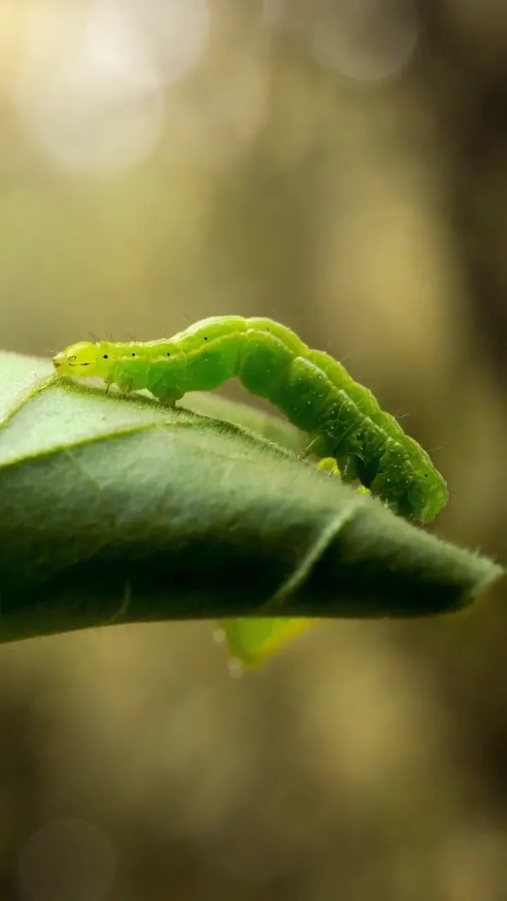 Makro doğa çalışması — video önizlemesi